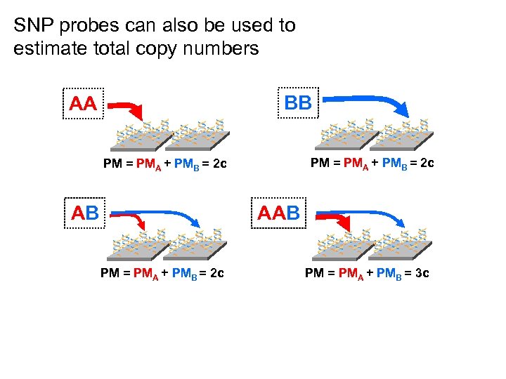 SNP probes can also be used to estimate total copy numbers BB AA **