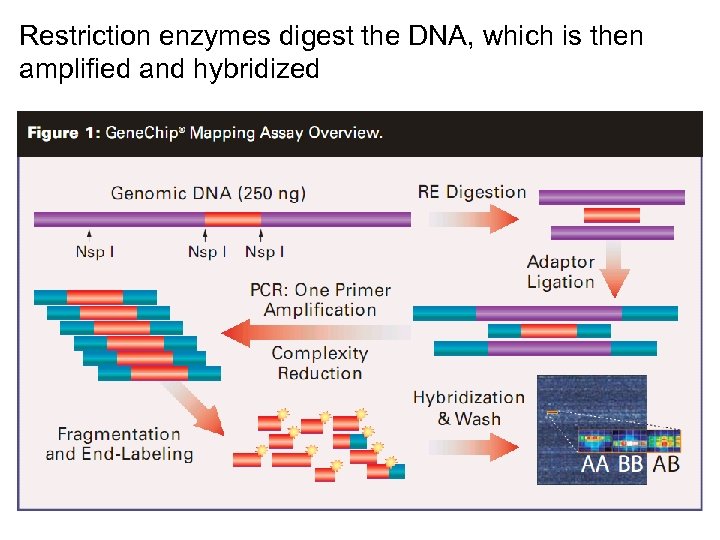 Restriction enzymes digest the DNA, which is then amplified and hybridized 