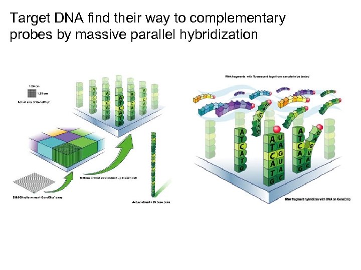 Target DNA find their way to complementary probes by massive parallel hybridization 