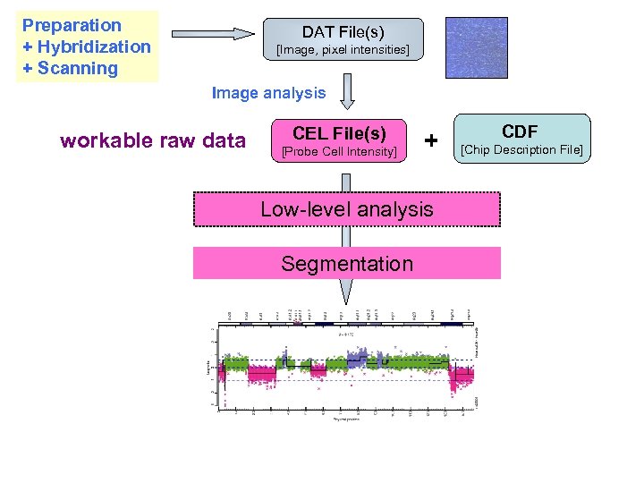 Preparation + Hybridization + Scanning DAT File(s) [Image, pixel intensities] Image analysis workable raw