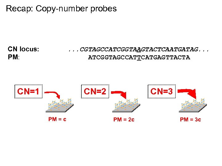 Recap: Copy-number probes CN locus: PM: . . . CGTAGCCATCGGTAAGTACTCAATGATAG. . . ATCGGTAGCCATTCATGAGTTACTA CN=1