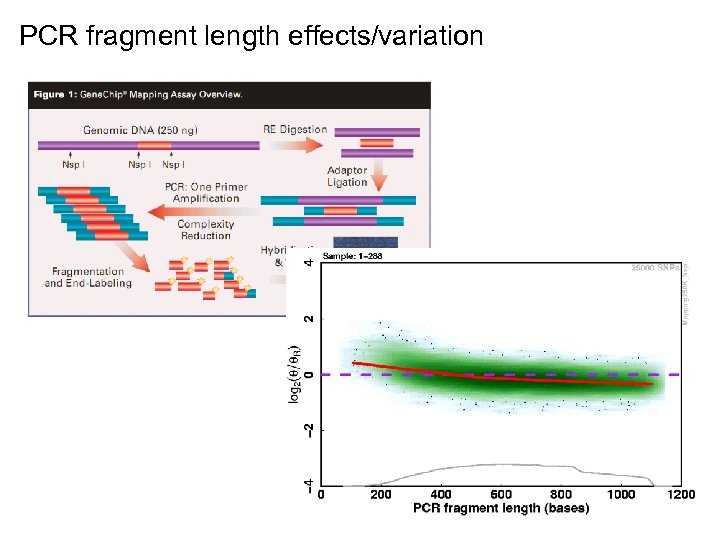 PCR fragment length effects/variation 