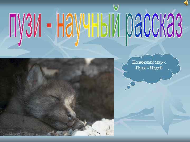 Животный мир с Пузи - Надей 