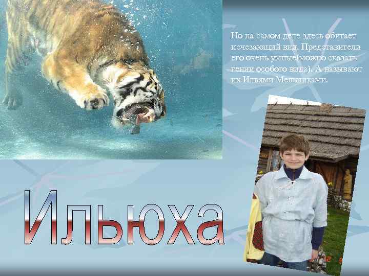 Но на самом деле здесь обитает исчезающий вид. Представители его очень умные(можно сказать гении