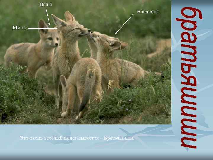 Паша Владюша Миша Это очень весёлый вид называется – Братьяшиши. 