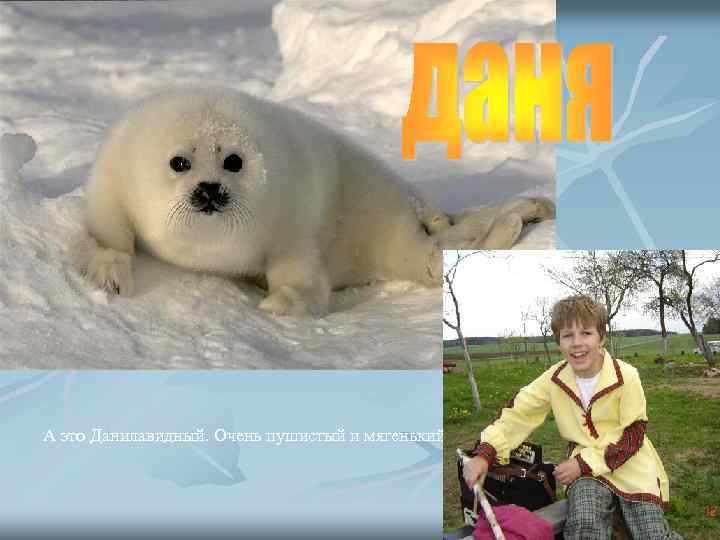 А это Данилавидный. Очень пушистый и мягенький. 