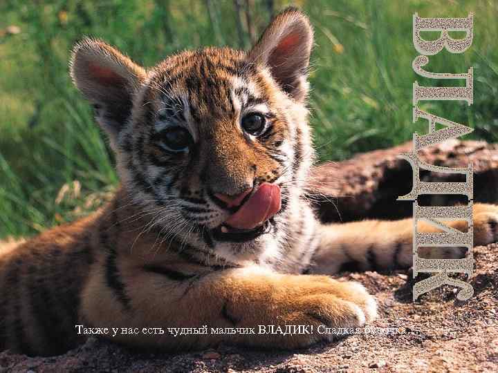 Также у нас есть чудный мальчик ВЛАДИК! Сладкая булочка… 