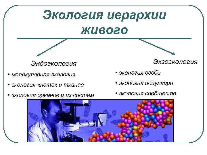 Экология иерархии живого Эндоэкология Экзоэкология • молекулярная экология • экология особи • экология клеток