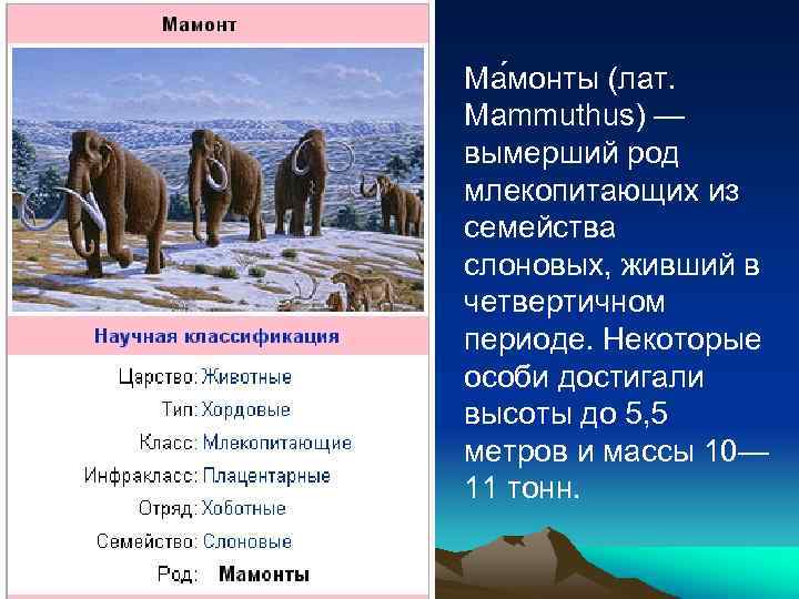 Ма монты (лат. Mammuthus) — вымерший род млекопитающих из семейства слоновых, живший в четвертичном