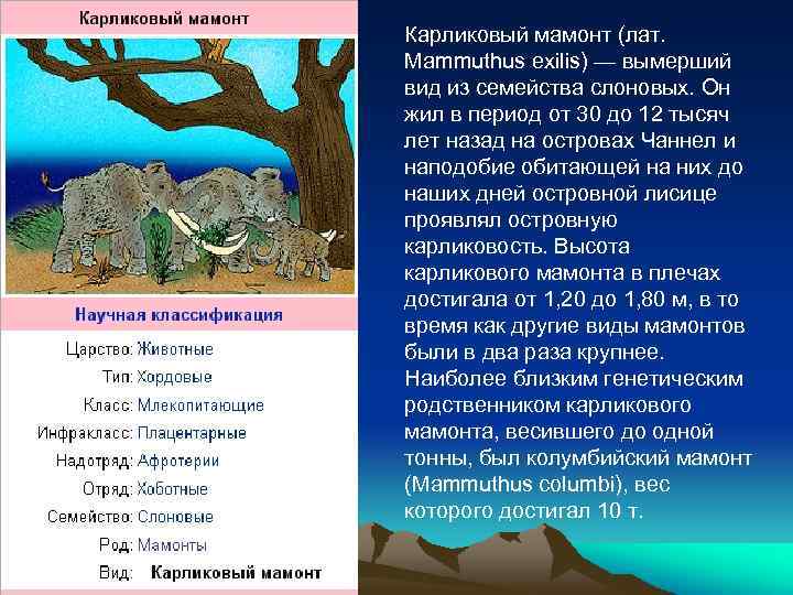 Карликовый мамонт (лат. Mammuthus exilis) — вымерший вид из семейства слоновых. Он жил в