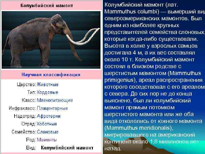 Колумбийский мамонт (лат. Mammuthus columbi) — вымерший вид североамериканских мамонтов. Был одним из наиболее
