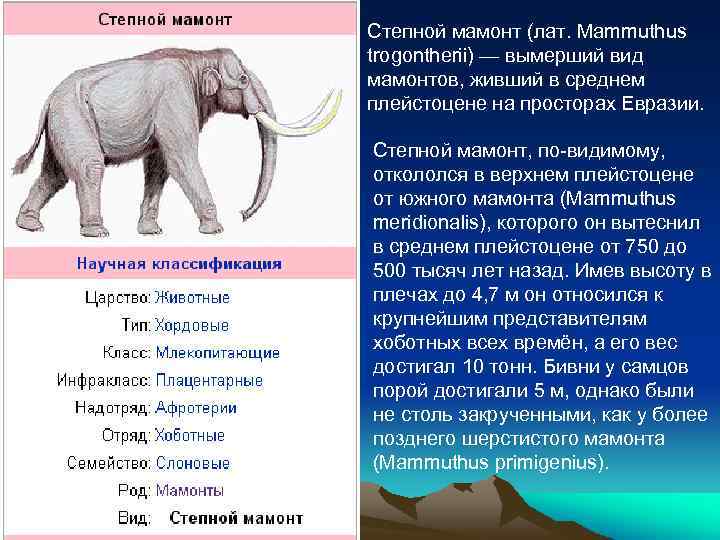 Степной мамонт (лат. Mammuthus trogontherii) — вымерший вид мамонтов, живший в среднем плейстоцене на