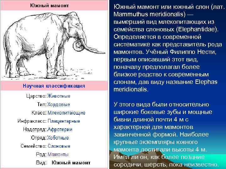 Южный мамонт или южный слон (лат. Mammuthus meridionalis) — вымерший вид млекопитающих из семейства