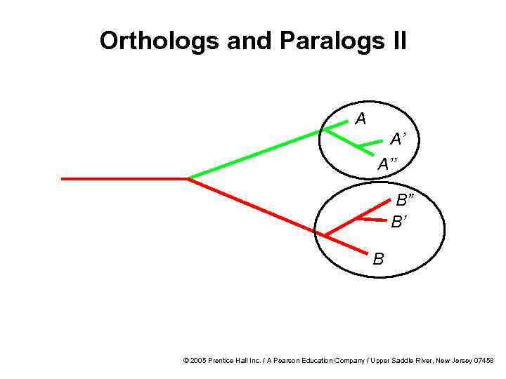 Orthologs and Paralogs II A A’ A’’ B” B’ B © 2005 Prentice Hall