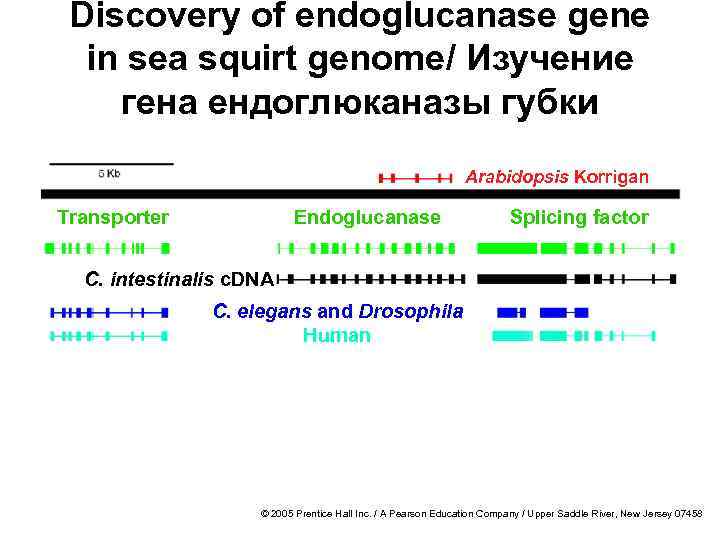 Discovery of endoglucanase gene in sea squirt genome/ Изучение гена ендоглюканазы губки Arabidopsis Korrigan