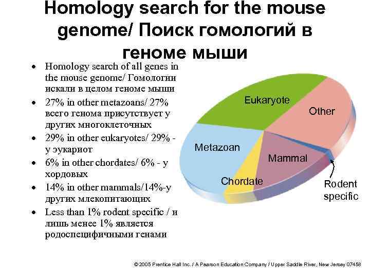 Homology search for the mouse genome/ Поиск гомологий в геноме мыши · Homology search