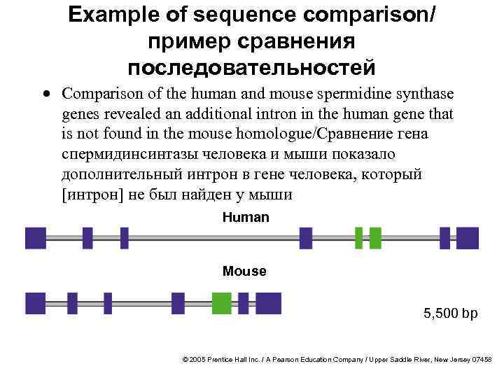 Example of sequence comparison/ пример сравнения последовательностей · Comparison of the human and mouse