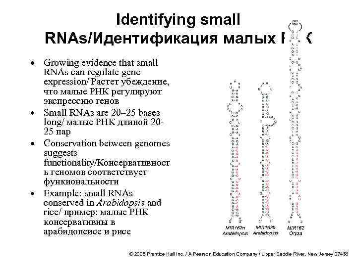 Identifying small RNAs/Идентификация малых РНК · Growing evidence that small RNAs can regulate gene