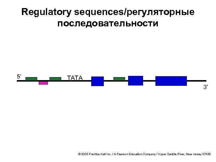 Regulatory sequences/регуляторные последовательности 5’ TATA 3’ © 2005 Prentice Hall Inc. / A Pearson