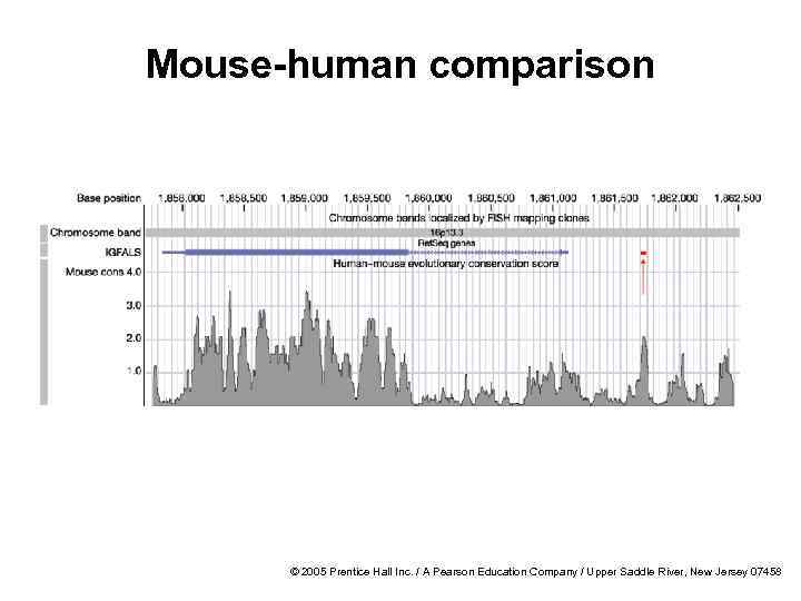 Mouse-human comparison © 2005 Prentice Hall Inc. / A Pearson Education Company / Upper