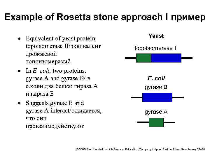 Example of Rosetta stone approach I пример · Equivalent of yeast protein topoisomerase II/эквивалент