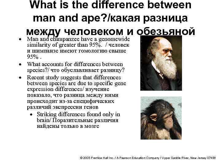 What is the difference between man and ape? /какая разница между человеком и обезьяной