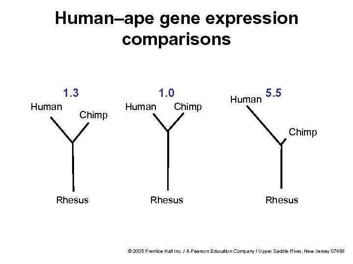 Human–ape gene expression comparisons 1. 3 Human 1. 0 Chimp Human 5. 5 Chimp