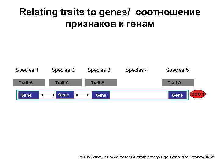Relating traits to genes/ соотношение признаков к генам Species 1 Species 2 Species 3