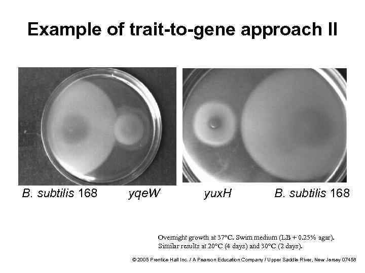 Example of trait-to-gene approach II B. subtilis 168 yqe. W yux. H B. subtilis