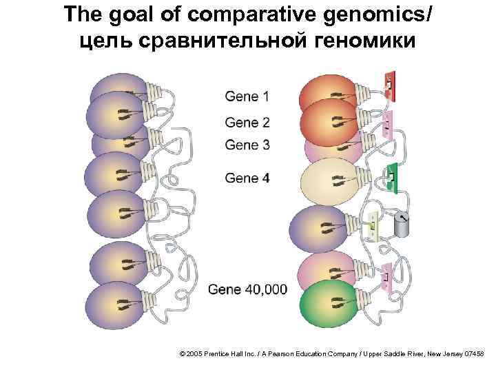 The goal of comparative genomics/ цель сравнительной геномики © 2005 Prentice Hall Inc. /
