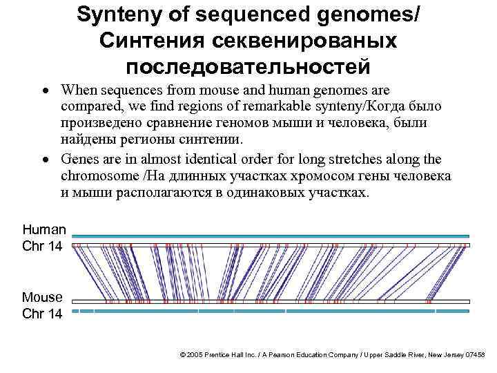 Synteny of sequenced genomes/ Синтения секвенированых последовательностей · When sequences from mouse and human
