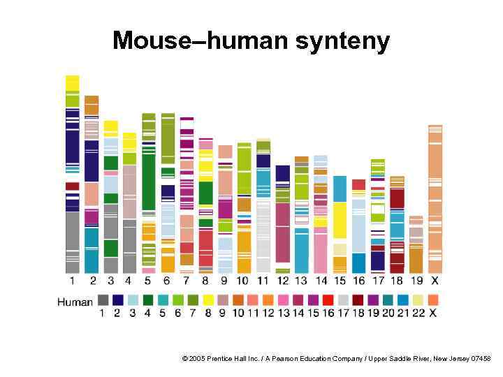 Mouse–human synteny © 2005 Prentice Hall Inc. / A Pearson Education Company / Upper