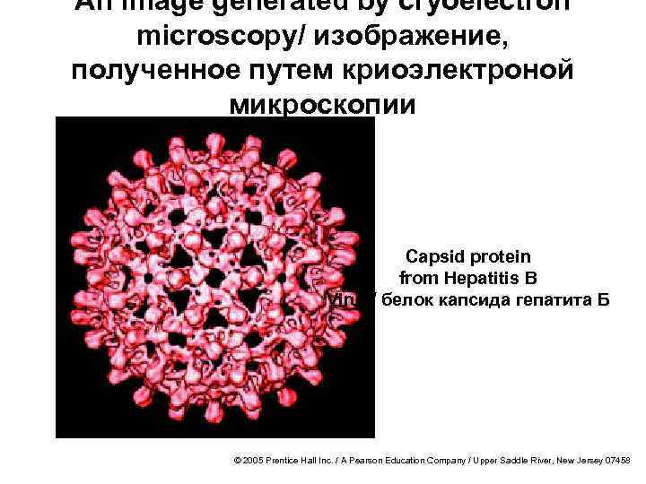 An image generated by cryoelectron microscopy/ изображение, полученное путем криоэлектроной микроскопии Capsid protein from