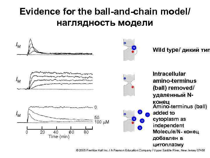 Evidence for the ball-and-chain model/ наглядность модели IM Wild type/ дикий тип IM 0