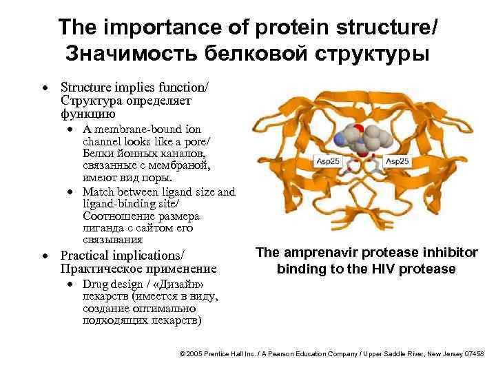 The importance of protein structure/ Значимость белковой структуры · Structure implies function/ Структура определяет