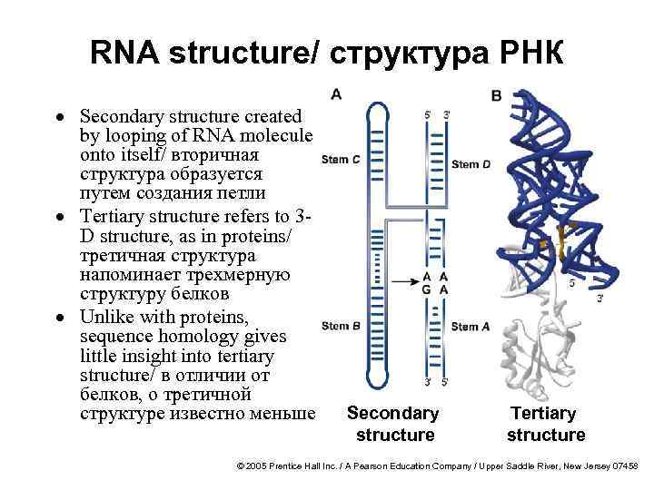 RNA structure/ структура РНК · Secondary structure created by looping of RNA molecule onto