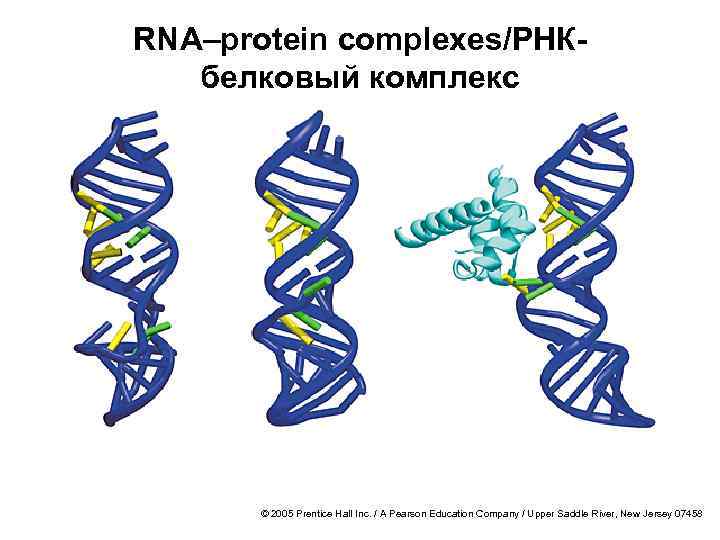 RNA–protein complexes/РНКбелковый комплекс © 2005 Prentice Hall Inc. / A Pearson Education Company /
