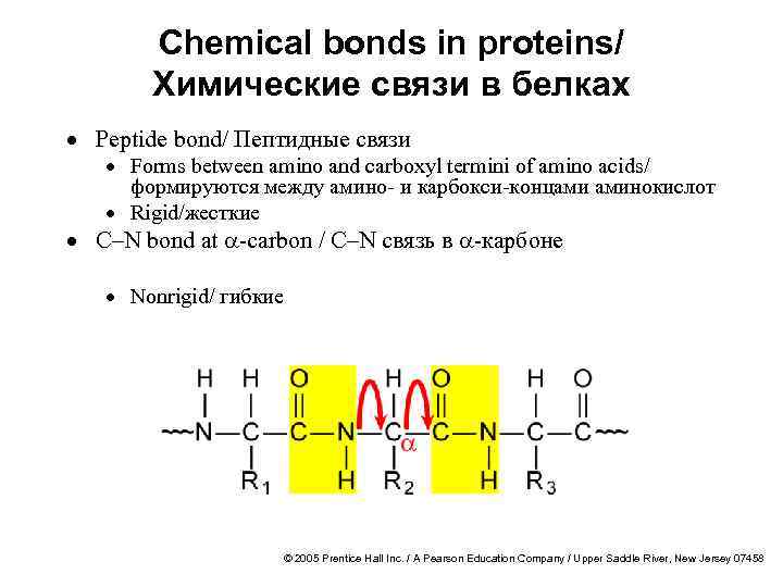 Chemical bonds in proteins/ Химические связи в белках · Peptide bond/ Пептидные связи ·