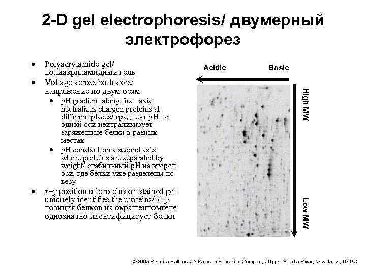 2 -D gel electrophoresis/ двумерный электрофорез · · neutralizes charged proteins at different places/