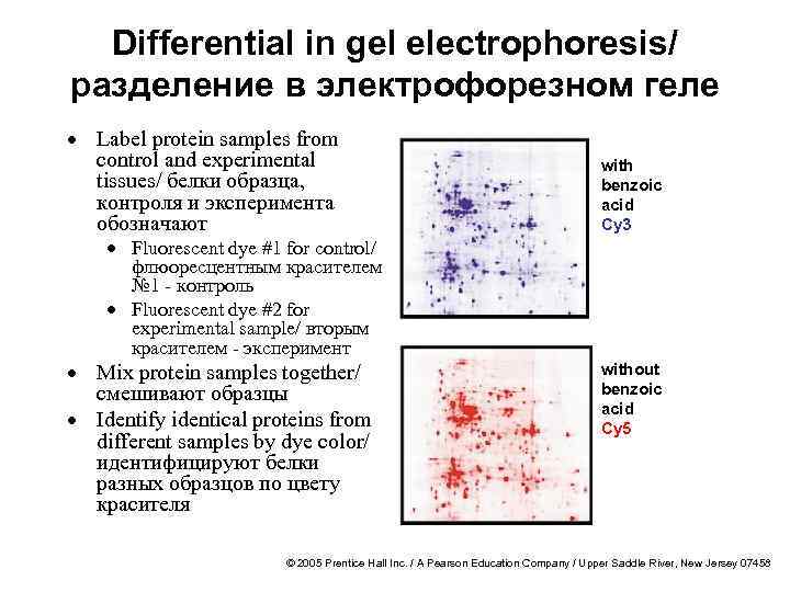 Differential in gel electrophoresis/ разделение в электрофорезном геле · Label protein samples from control
