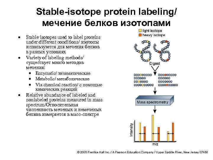 Stable-isotope protein labeling/ мечение белков изотопами · · · Stable isotopes used to label