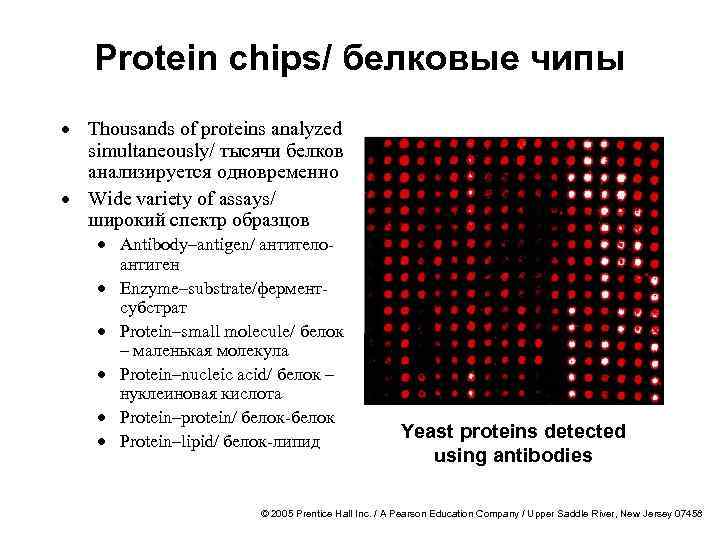 Protein chips/ белковые чипы · Thousands of proteins analyzed simultaneously/ тысячи белков анализируется одновременно