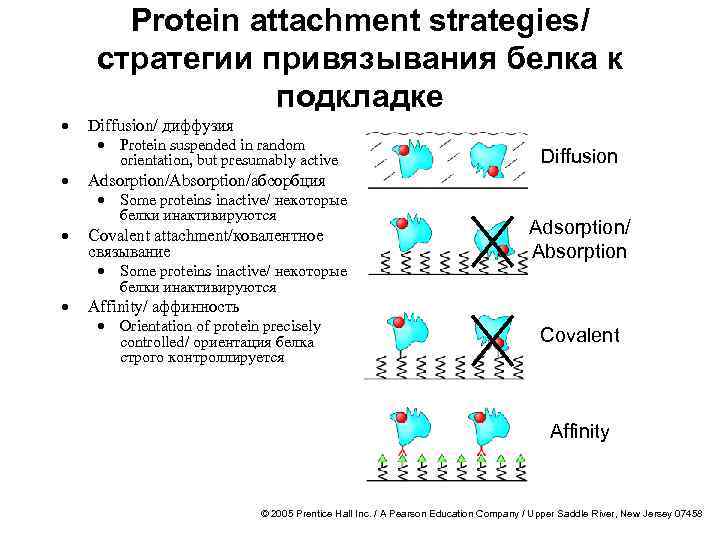 · · Protein attachment strategies/ стратегии привязывания белка к подкладке Diffusion/ диффузия · Protein