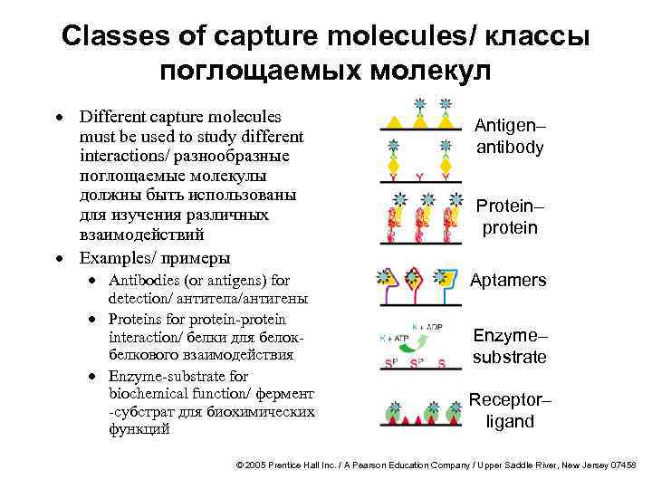 Classes of capture molecules/ классы поглощаемых молекул · Different capture molecules must be used