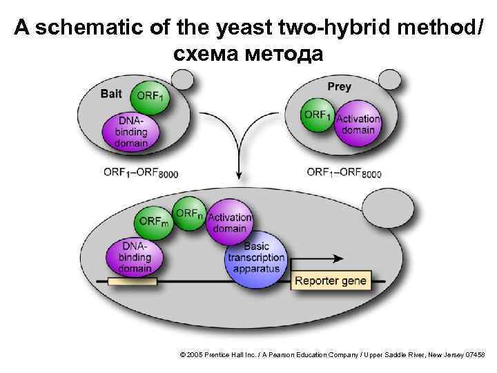 A schematic of the yeast two-hybrid method/ схема метода © 2005 Prentice Hall Inc.