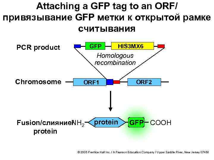 Attaching a GFP tag to an ORF/ привязывание GFP метки к открытой рамке считывания