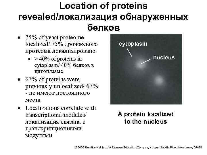 Location of proteins revealed/локализация обнаруженных белков · 75% of yeast proteome localized/ 75% дрожжевого