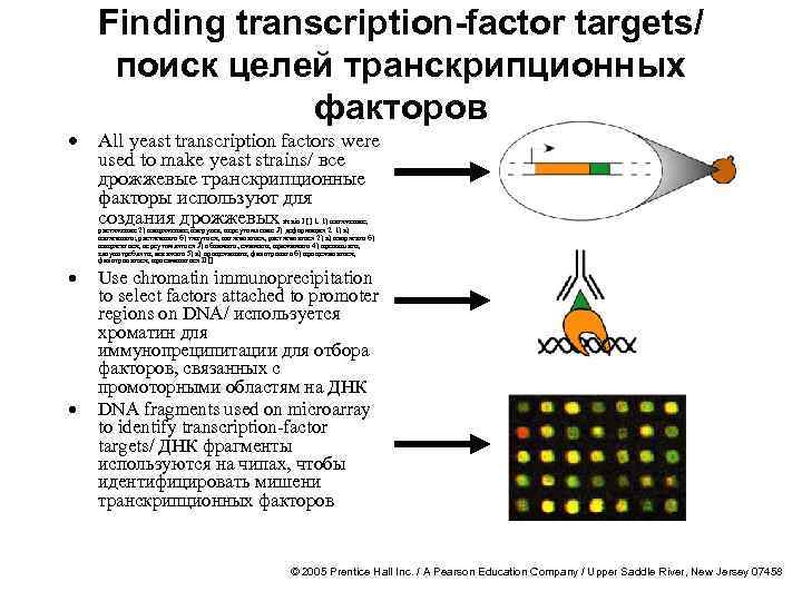 · · · Finding transcription-factor targets/ поиск целей транскрипционных факторов All yeast transcription factors