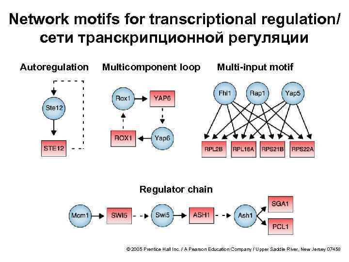 Network motifs for transcriptional regulation/ сети транскрипционной регуляции Autoregulation Multicomponent loop Multi-input motif Regulator