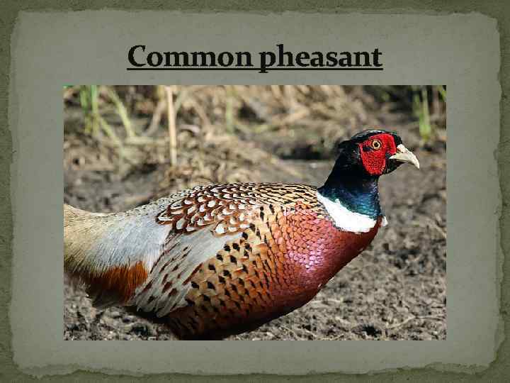 Common pheasant 